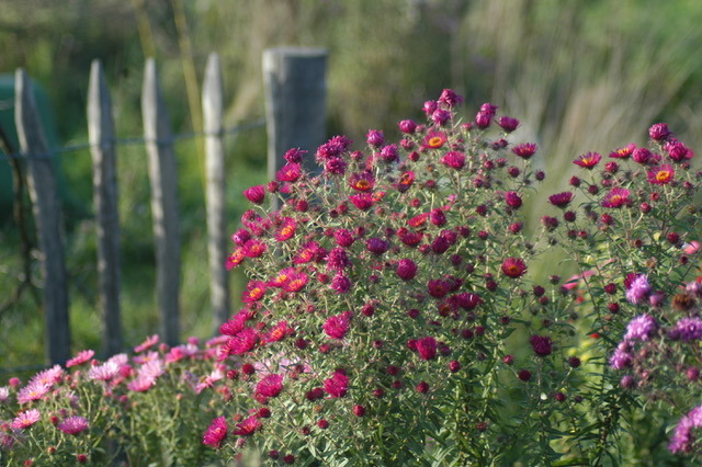 Blühende Rosen am Gartenzaun