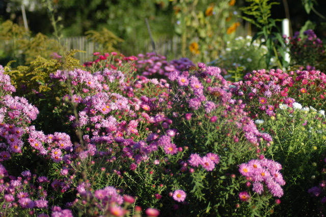 Blühender Garten im Sommer