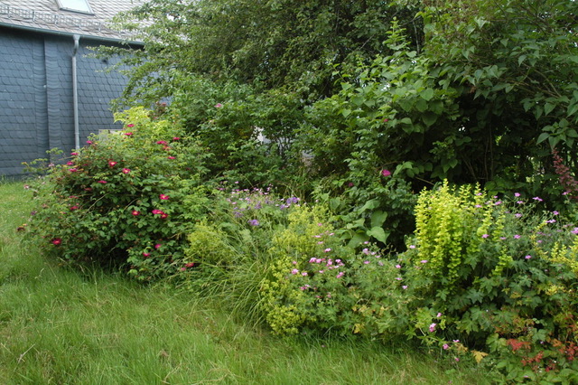 Stauden und Gehölze am Gartenweg