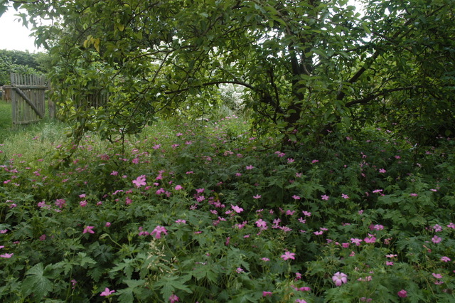 Rosen in einer naturnahen Staudenfläche