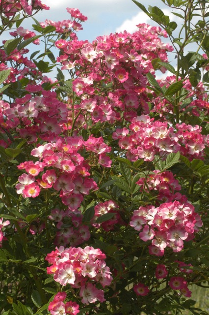 Blühende Gartenrose
