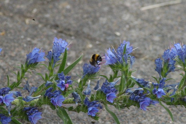 Hummel an einer blühenden Staude