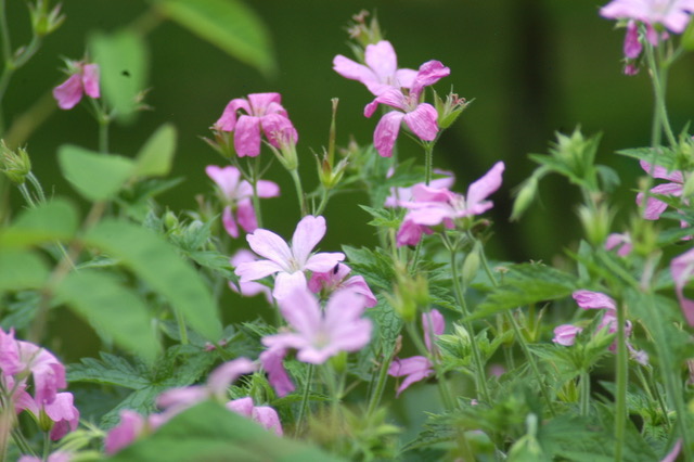 Zarte rosa Blüten im Garten