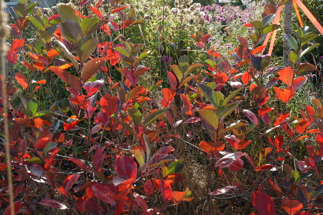 Herbstfarben im eigenen Garten