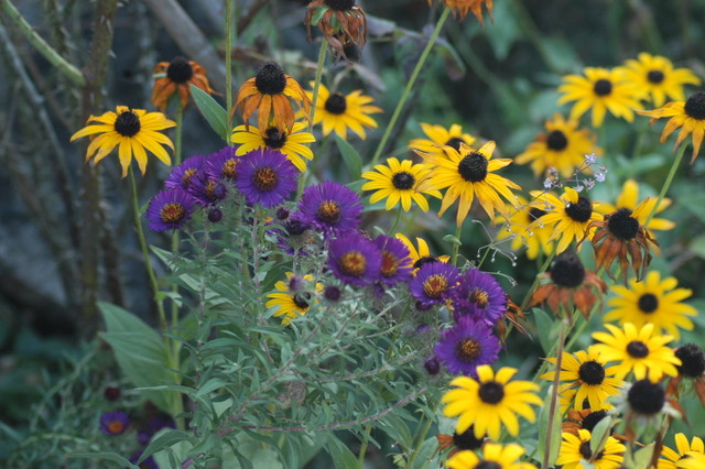 Blühende Stauden im eigenen Garten